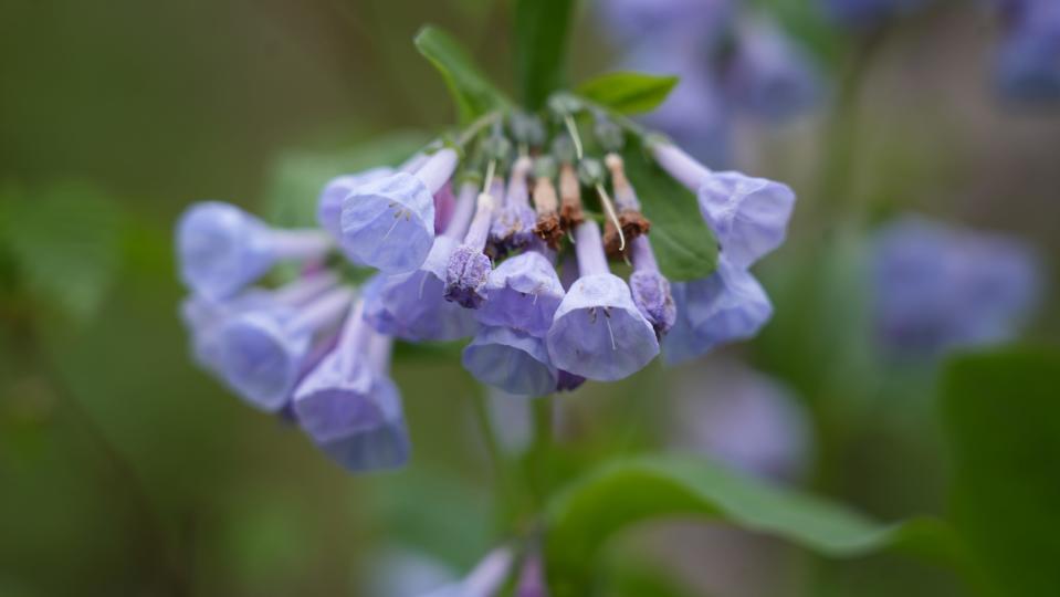 Virginia Bluebells like to grow along streams and rivers. They can be found across Iowa in the spring months.