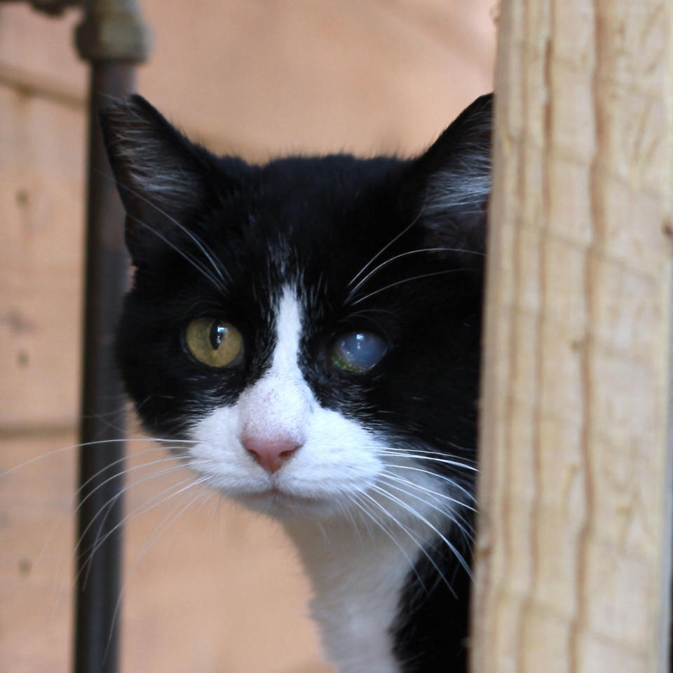 Humbug, who is blind in one eye, is desperate to find a new home.