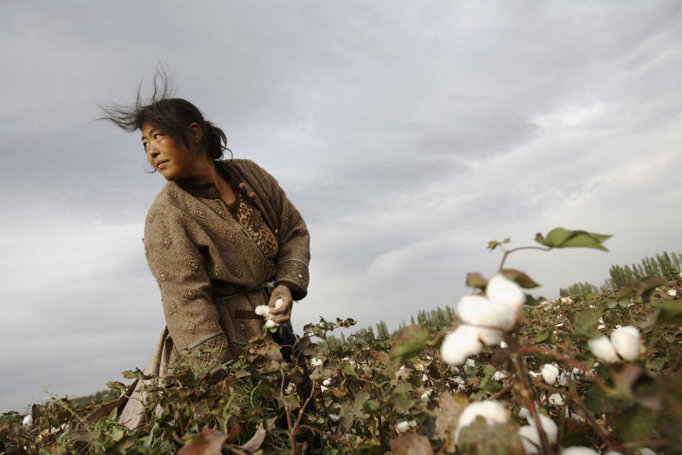 Image: A farmer picks cotton in Xinjiang. (China Photos file / Getty Images)