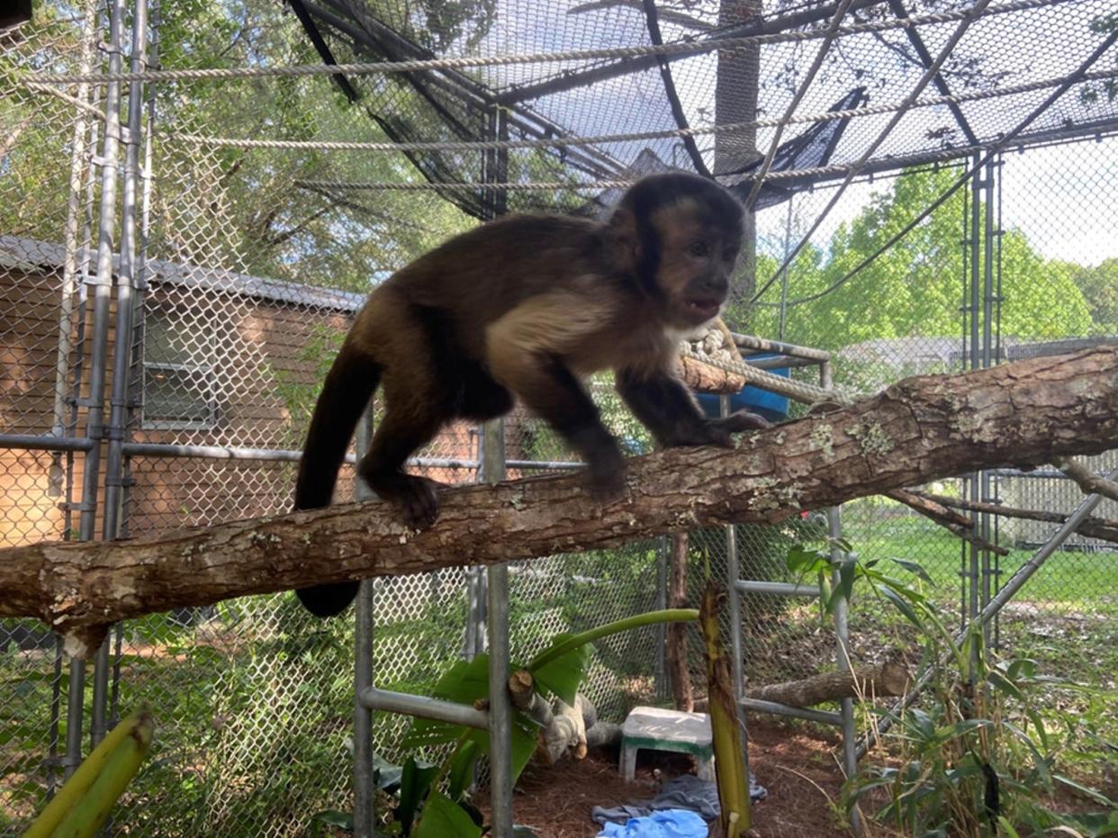 Neo, a capuchin monkey seized in February from a Westwood man's apartment.