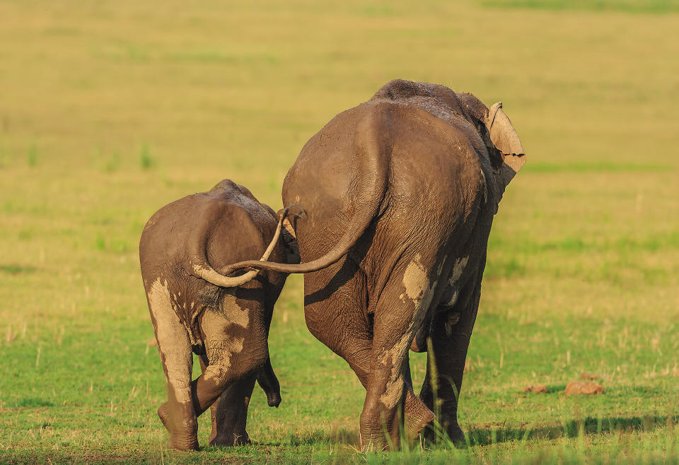 &ldquo;Like Mother Like Daughter&rdquo; features two Asian elephants at Corbett National Park in India. (Photo: Jagdeep Rajput/Comedy Wildlife Photo Awards 2020)