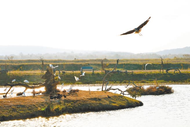 位在龍鑾潭東岸的「鳥族8太空站」是私人復育的溼地，近來復育成效愈趨顯著，力展生態經濟軟實力。（謝佳潾攝）