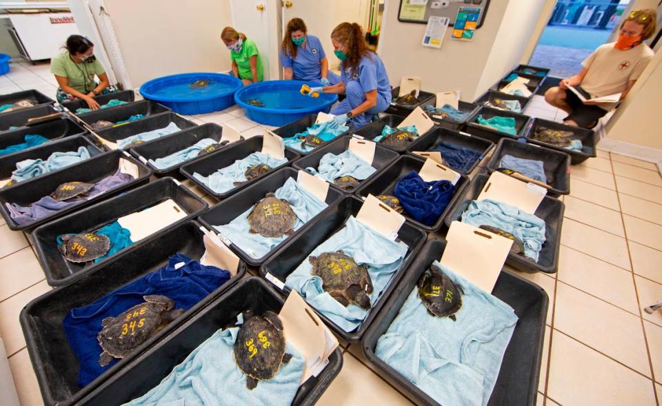 Staff at the Florida Keys-based Turtle Hospital examine many of the 40 cold-stunned Kemp’s ridley sea turtles that arrived at the hospital Saturday, Nov. 28, 2020, in Marathon. The turtles were rescued from beaches in Cape Cod, Mass., and flown to the Keys by an all-volunteer organization called Turtles Fly Too.
