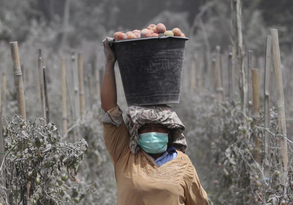 Woman carries a bucket full of ash-covered tomatoes on her head, at Mardingding village shortly after Mount Sinabung spewed volcanic ash in Karo