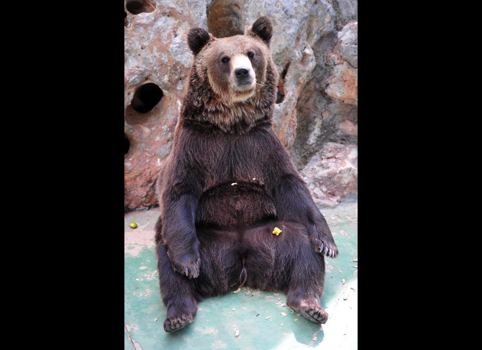 A brown bear rests at the Safari park in Fasano, in the Apulia region, on August 4, 2011. GIUSEPPE CACACE/AFP/Getty Images