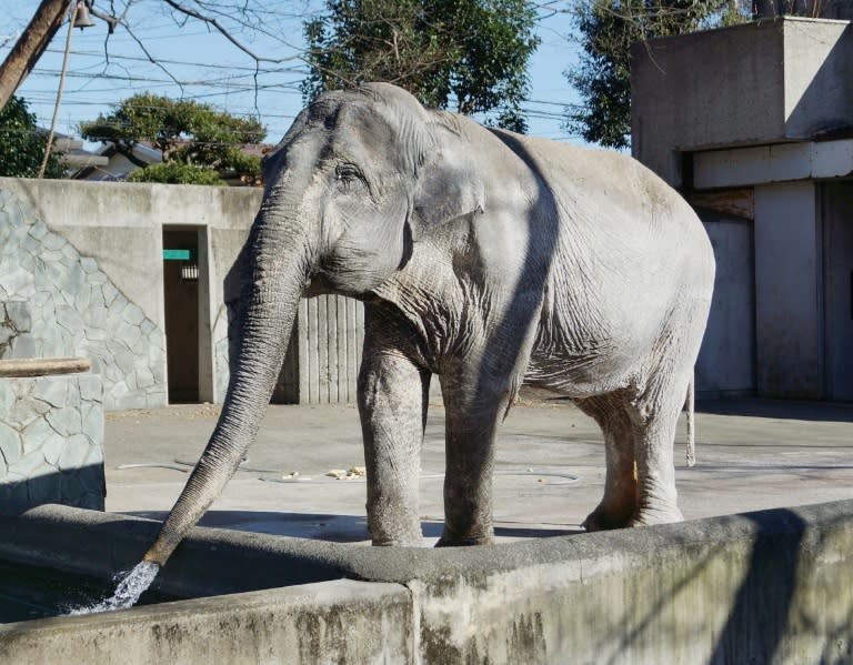 Hanako, which means "Flower Child" in Japanese, became something of a cause celebre last year following an international campaign to improve the ageing pachyderm's cramped living conditions