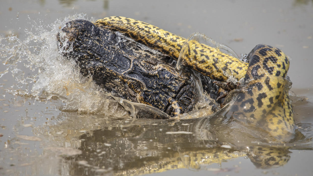 An anaconda clashes with a crocodile (Picture: SWNS)