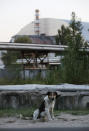 <p>A stray dog stands near the new, giant enclosure that covers devastated reactor number four at the Chernobyl nuclear power plant on Aug. 17, 2017, near Chernobyl, Ukraine. (Photo: Sean Gallup/Getty Images) </p>