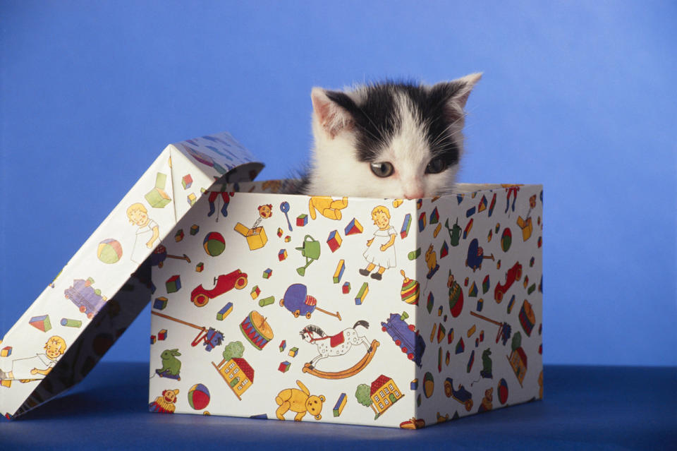 Kitten peeking out of box