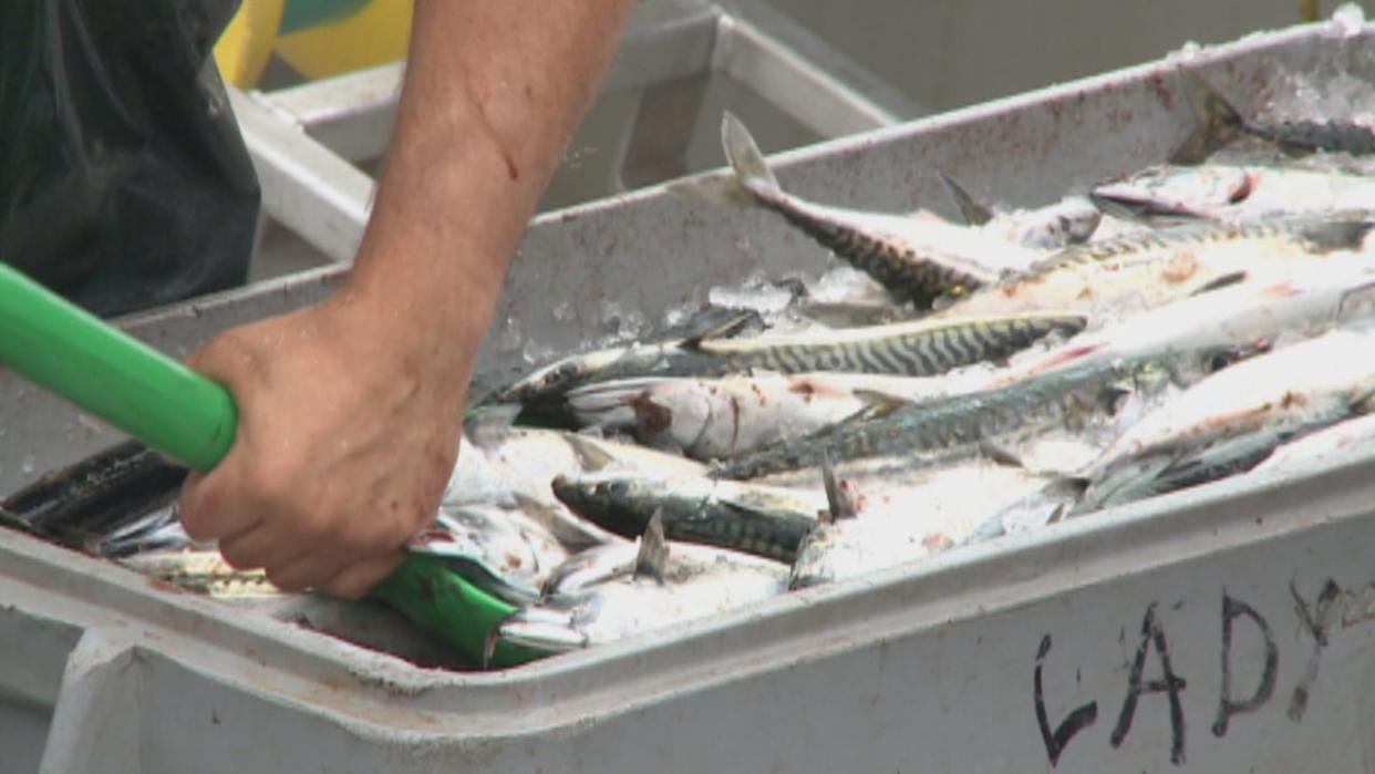 Canada will allow fishermen to catch mackerel for bait, but it cannot be sold, traded or bartered. (CBC - image credit)