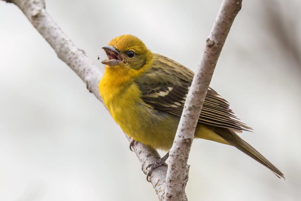 A female flame-colored tanager feeds on a midge April 30 in Sheridan Park in Cudahy. The sighting of the species, typically found in Mexico and Central America, is the first in Wisconsin. It has only been recorded in two other states, Arizona and Texas.