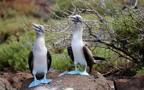 Blue-footed boobies in the Galapagos - Credit: Getty