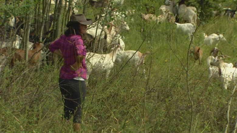 No kidding around — goats being used to tackle noxious weeds at Edmonton park