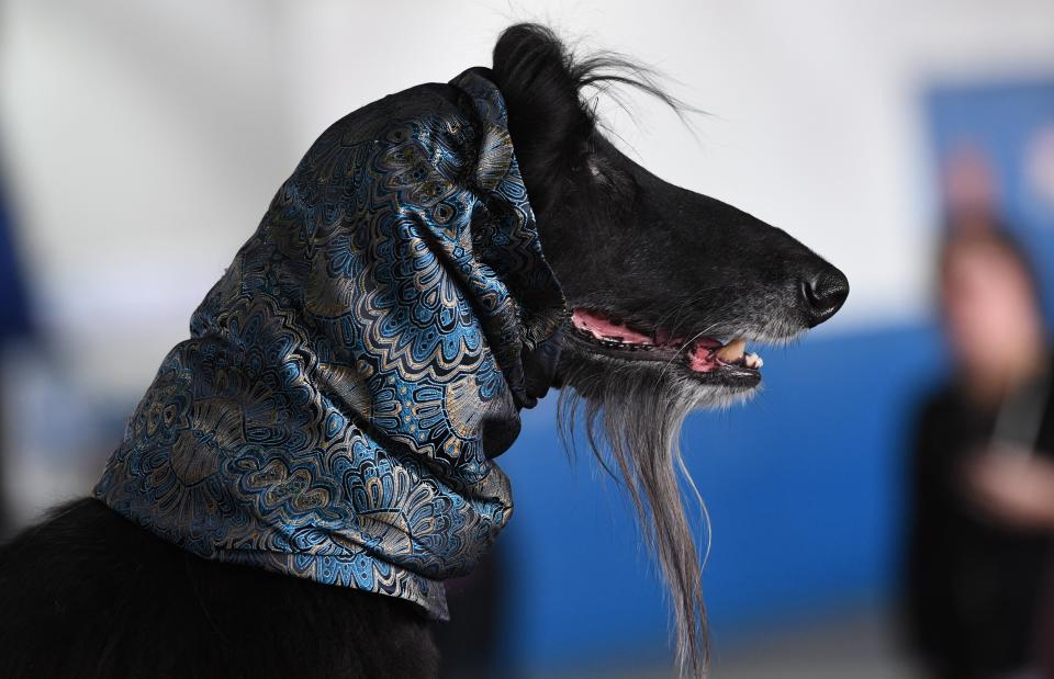 An Afghan Hound waits in the benching area during the Daytime Session in the Breed Judging across the Hound, Toy, Non-Sporting and Herding groups at the 143rd Annual Westminster Kennel Club Dog Show at Pier 92/94 in New York City on Feb. 11, 2019. (Photo: Timothy A. Clary/AFP/Getty Images)