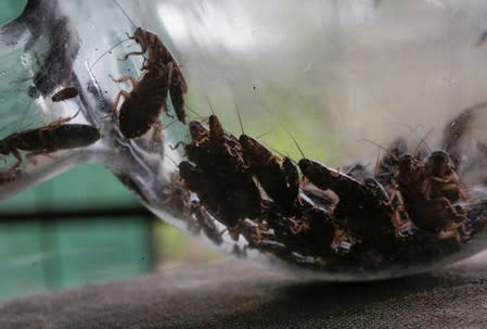 African cockroaches are pictured in the insect farm for human consumption of the biologist Federico Paniagua, as he is promoting the ingestion of a wide variety of insects, as a low-cost and nutrient-rich food in Grecia