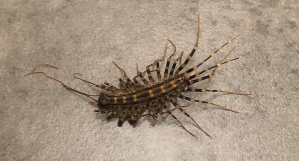 The house centipede that had Facebook users puzzled.