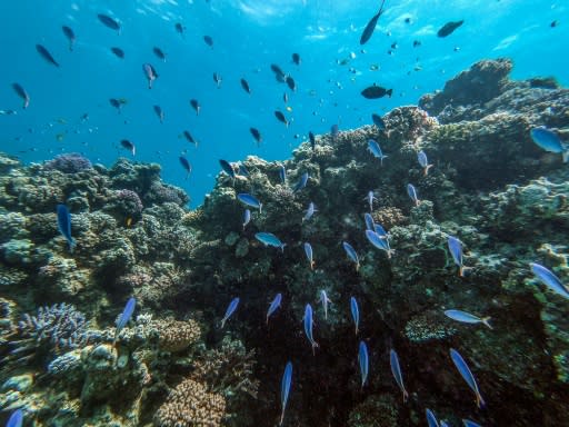 The dazzling turquoise waters and coral reefs off Egypt's Red Sea coast attract scuba divers, but plastic trash and global warming threaten the fragile marine ecosystem