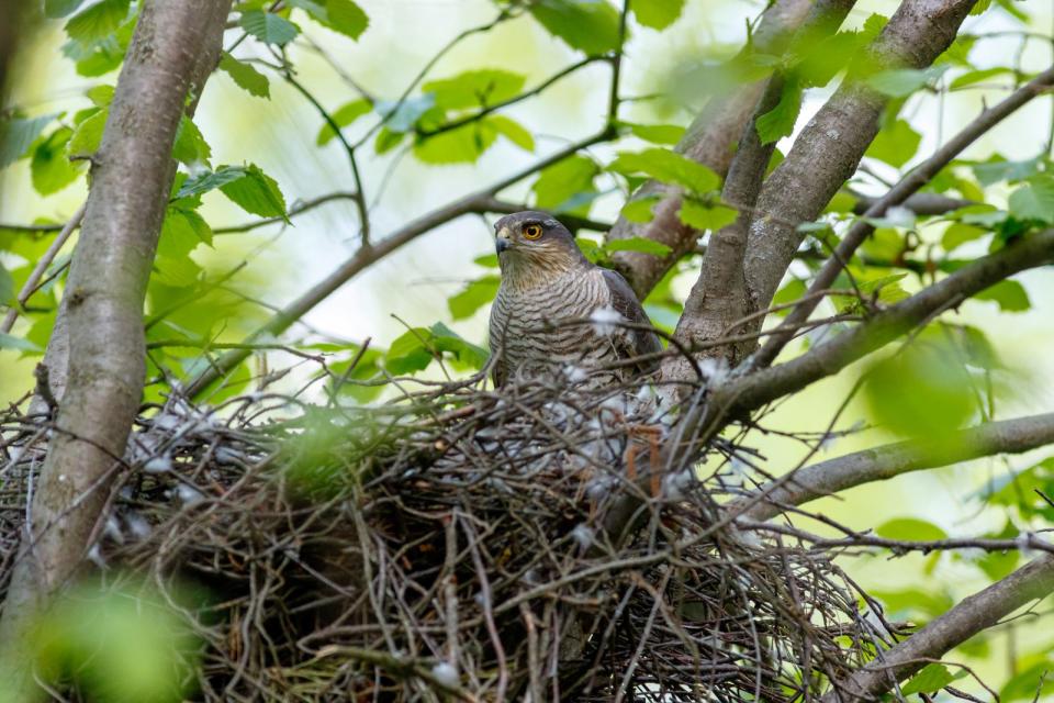 Auch der Sperber zieht sich gerne in den Wald zurück, wo er sich selbst gut tarnen und zugleich reichlich Beute machen kann. Das Typische an Sperbers Flugbahn ist, dass dabei eine Wellenform entsteht, weil er zwischen Flügelbewegungen und Gleiten wechselt. (Bild: iStock/Vassiliy Vishnevskiy)