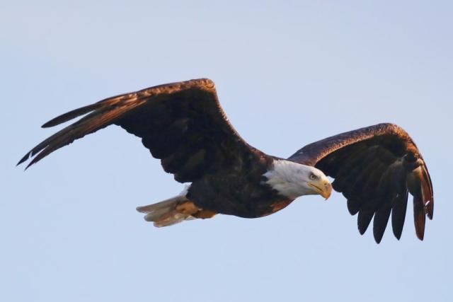 Eagles Across America  U.S. Fish & Wildlife Service