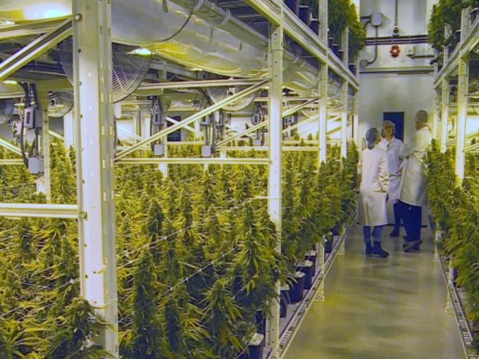 Moncton-based Organigram recalled medical cannabis produced between Feb. 1 and Dec. 16, 2016, after testing found 'trace' amounts of pesticides not authorized for use with cannabis. (Brian Chisholm/CBC - image credit)