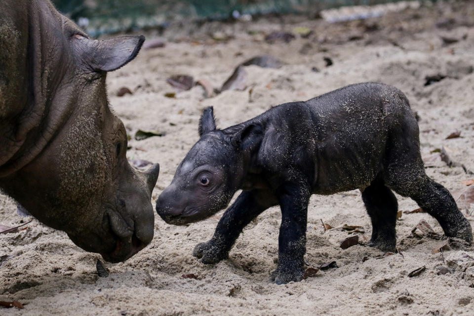 In einem indonesischen Nationalpark hat dieses kleine Sumatra-Nashorn das Licht der Welt erblickt.