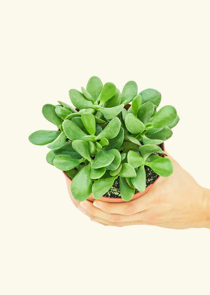 <p><a href="https://heyrooted.com/products/jade-plant-crassula-ovata-medium" rel="nofollow noopener" target="_blank" data-ylk="slk:Shop Now;elm:context_link;itc:0;sec:content-canvas" class="link rapid-noclick-resp">Shop Now</a></p><p>Jade Plant</p><p>Rooted</p><p>$32.00</p>