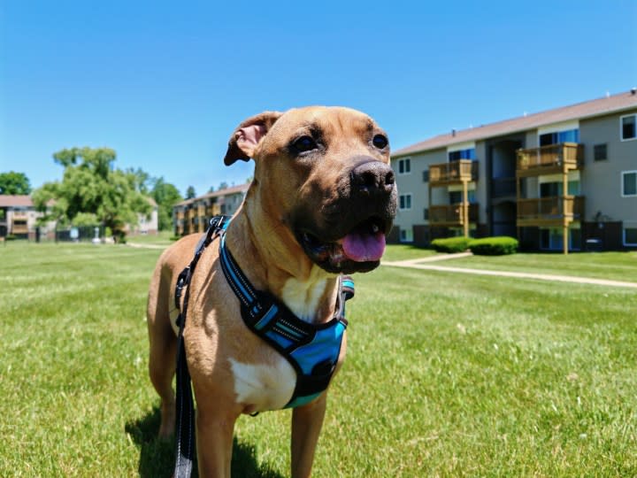 A photo of a dog outside, taken with the Honor 200 Pro.