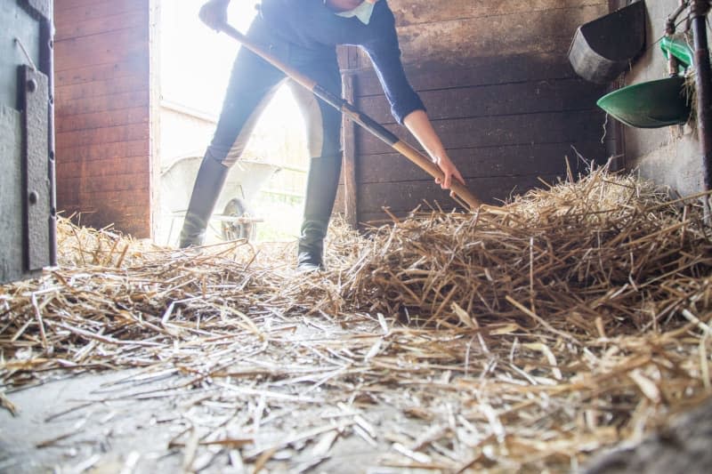 If horses sleep in poorly kept stables or live on small pastures, their chances of getting worms are usually higher. Christin Klose/dpa