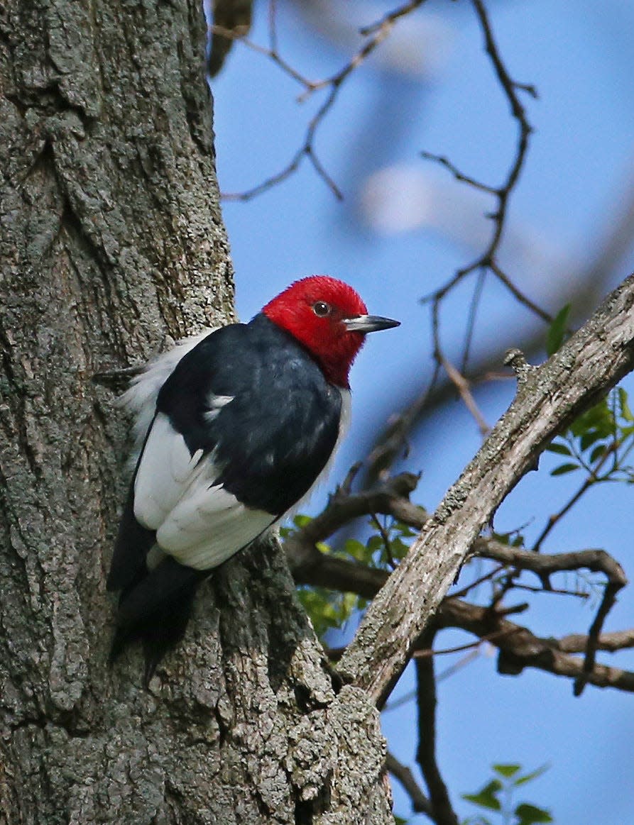 Red Headed Woodpecker in the trees at Hamlin Beach State Park in Hamlin, NY Thursday, May 27, 2021.  