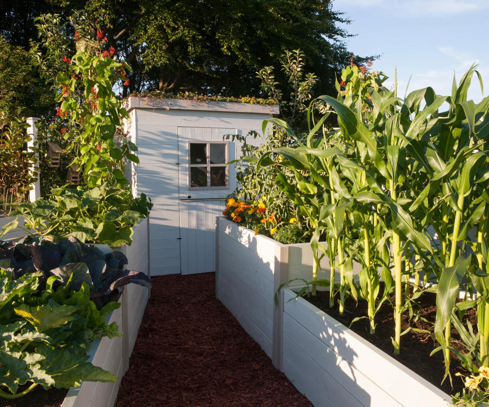 vegetable garden with white painted raised beds and shed