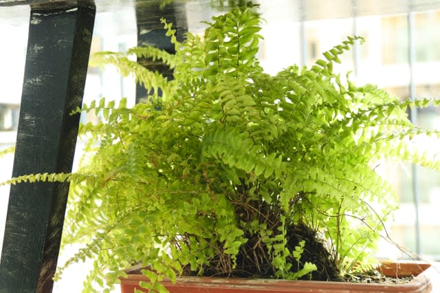 Boston Fern, Natural Air Purifier