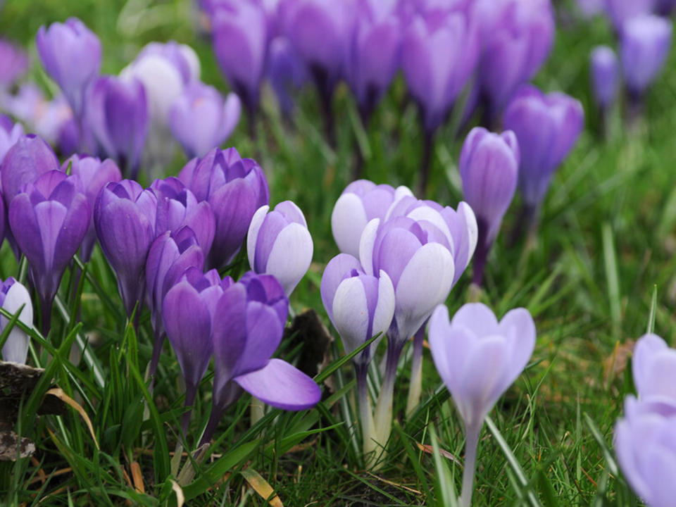 Remembrance crocus