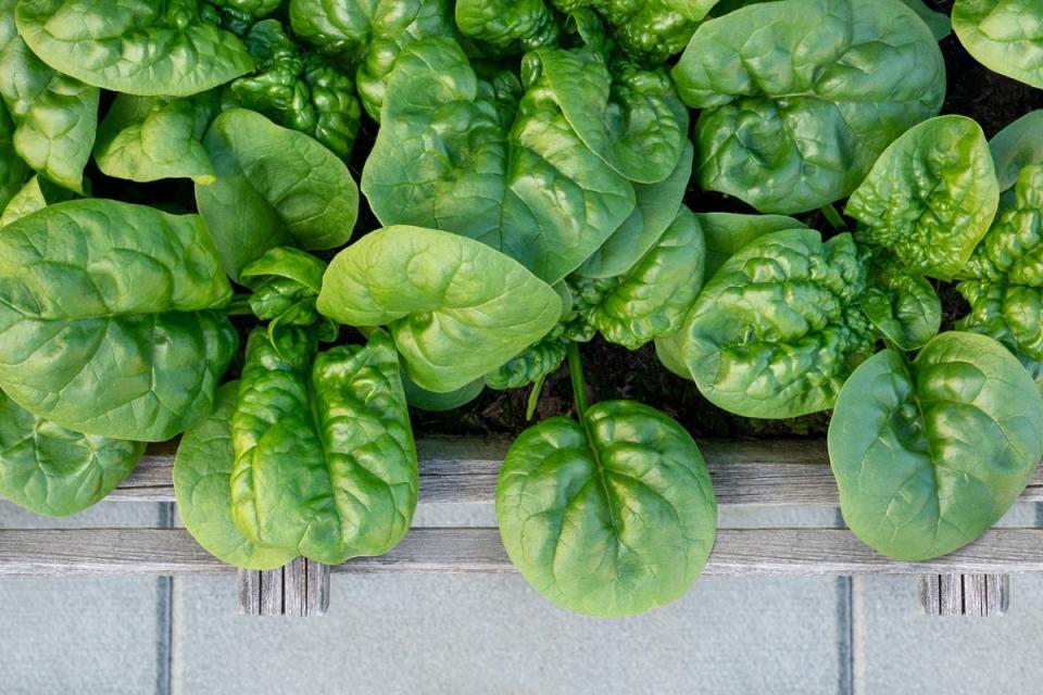 Spinach plants with broad, wrinkled leaves in a raised garden bed.