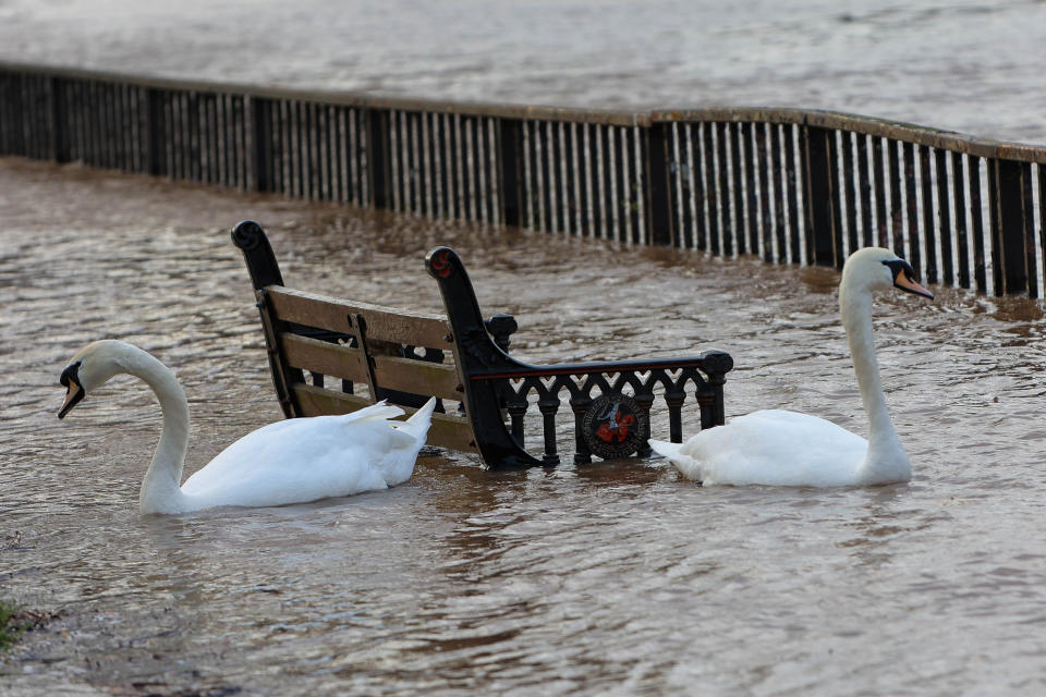 Swans swim next to a bench in Worcester alongside the river Severn (SWNS)