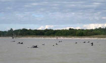 A group of stranded short-finned pilot whales are seen stranded in shallow waters in Everglades National Park, Florida in this National Park Service handout picture taken December 4, 2013. Ten whales have died and rescuers were trying to save dozens more that beached in Everglades National Park in southwest Florida, park and wildlife officials said on Wednesday. REUTERS/National Park Service/Handout via Reuters (UNITED STATES - Tags: ENVIRONMENT ANIMALS) ATTENTION EDITORS - FOR EDITORIAL USE ONLY. NOT FOR SALE FOR MARKETING OR ADVERTISING CAMPAIGNS. THIS PICTURE WAS PROCESSED BY REUTERS TO ENHANCE QUALITY. AN UNPROCESSED VERSION WILL BE PROVIDED SEPARATELY