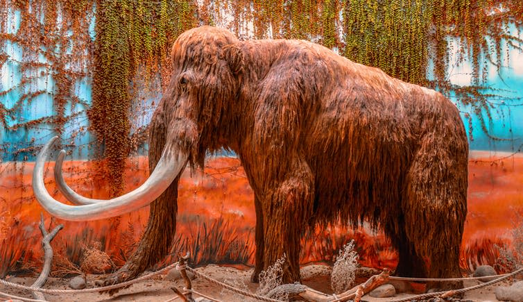 <span class="caption">A museum replica of a woolly mammoth. Mammoths helped maintain open habitats by grazing herbs, trees and bushes.</span> <span class="attribution"><a class="link " href="https://www.shutterstock.com/image-photo/dvur-kralove-czech-republic-08132013-big-1024532596" rel="nofollow noopener" target="_blank" data-ylk="slk:Noska Photo/Shutterstock;elm:context_link;itc:0;sec:content-canvas">Noska Photo/Shutterstock</a></span>