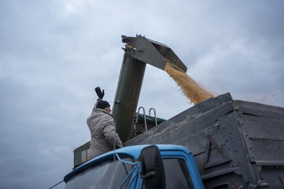 A farmer loads grain into a truck near the frontline in Sumy region, Ukraine, on Friday, Nov. 24, 2023. A local agricultural company operating just a few kilometers from the border with Russia continues to grow grains despite facing dangers of shelling and mines. (AP Photo/Hanna Arhirova)
