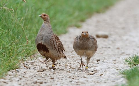 Numbers of grey partridge have also declined - Credit: Game & Wildlife Conservation Trust/PA