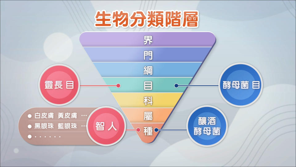 釀酒酵母菌這個種，有人稱為啤酒酵母或者麵包酵母，在釀酒酵母菌這個種裡面，也還有很多不同的菌株。