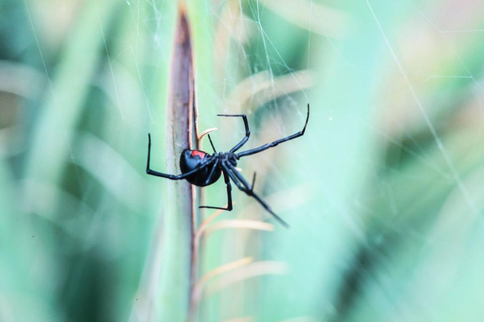 close up of black widow spider