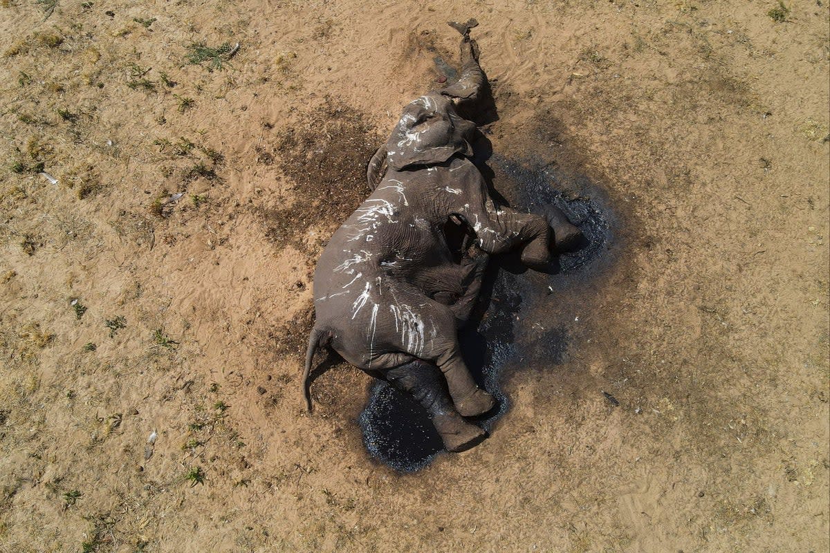 At least 100 elephants have died in Zimbabwe's Hwange National Park  (Privilege Musvanhiri/IFAW via AP)