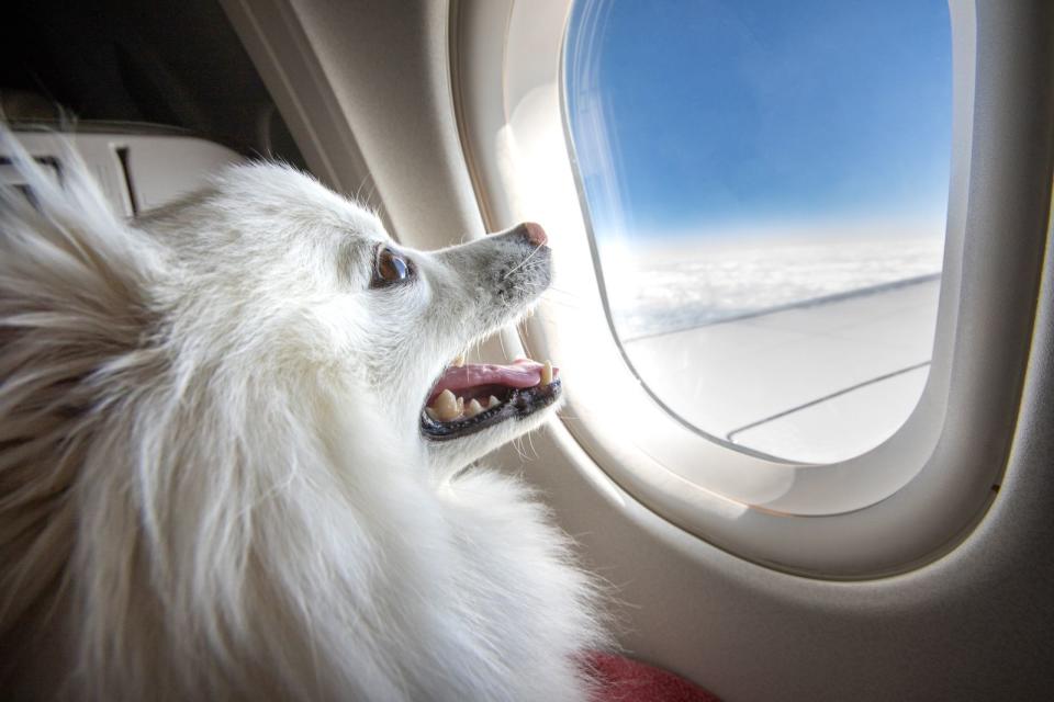 Übrigens erlauben nicht alle Airlines Hunde an Bord. Sie sollten sich unbedingt vorher informieren, ob Ihr Tier mitfliegen darf. Bei EasyJet und Ryanair zum Beispiel ist die Mitnahme grundsätzlich untersagt. Ausnahmen sind nur Blinden- und Servicehunde, die aber vorher angemeldet werden müssen. (Bild: iStock / Ryan Jello)