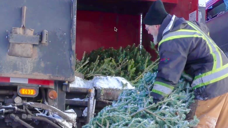 Fewer Christmas trees at curb — and that's fine by P.E.I. sanitation workers