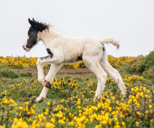 Public Told To Be Cautious While Traditional Cob Horses Roam The Headland Of Rhossili