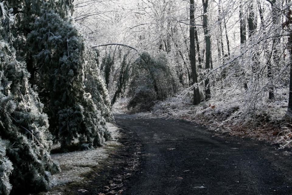 This image taken on Feb. 1, 2008 shows trees that were taken down by the weight of snow and ice near New Market, Va. Don't be in a rush to repair or replace snow-or ice-covered trees, as most will spring back after a thaw, like these weighted-down trees that did not suffer any lasting damage. (AP Photo/Dean Fosdick)