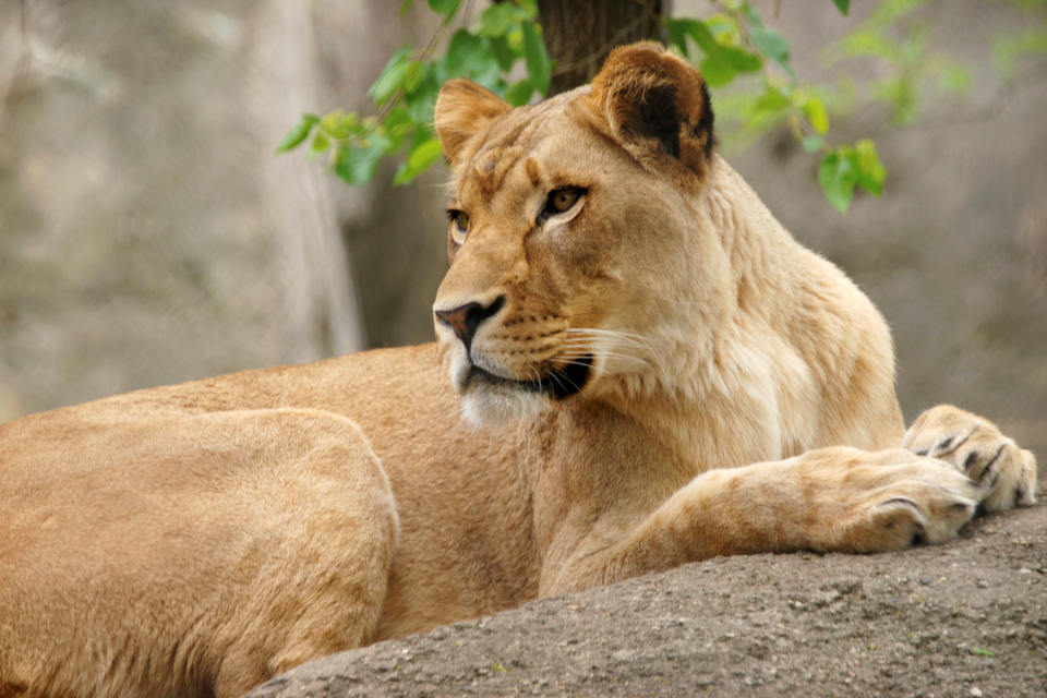 The Indianapolis Zoo’s lioness named Zuri, pictured, attacked the lion in their enclosure (Picture: Reuters)