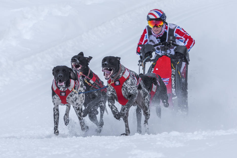 Vickie Pullin’s four-dog team Rio, Maverick Luka and Luna, at the 2018 Italian snow championships (Massimo Mazzasogni)