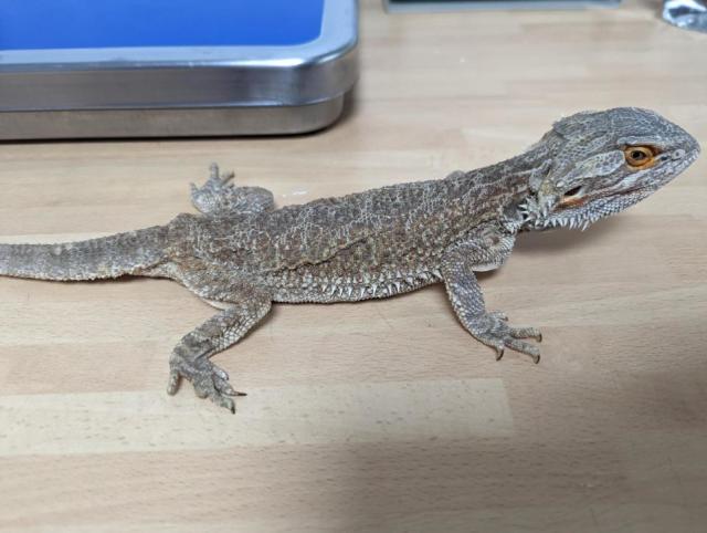 Bearded dragon abandoned during cold snap saved - BBC News