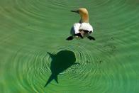 This extraordinary picture captures the moment a harmless gannet seems to be being stalked by a ferocious shark. As the oblivious bird gently paddles across the waters surface it looks like a sinister shadow is rising up from the deep like something out of the film Jaws. But in fact the shadow was actually a trick of light and what looks like the moment a bird becomes lunch is actually just its own shadow. The photograph was taken at the Artis Zoo in Amsterdam by amateur photographer Joe Beerens, 55, from Holland (Caters)