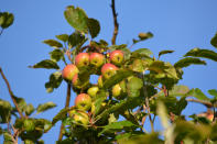 <p> Smaller varieties of apple tree are perfect for growing in pots on the patio. Not only are varieties grown on dwarf rootstock usually quicker to fruit, but they are often better quality than larger trees. </p> <p> When choosing a variety of apple tree, you need to consider pollination. ‘Self-fertile cultivars are available, although it’s generally recommended to have at least two different partner trees nearby for cross-pollination,' explains Period Living’s gardening expert Leigh Clapp. </p> <p> When planting apple trees in pairs, 'opt for different varieties of apple tree that flower at the same time.' </p> <p> If you only have room for one apple tree, Red Falstaff is a great choice as it is heavy cropping and very hardy. Apples trees are among the best fast growing fruit trees so you will enjoy a well sized tree before you know it. </p>